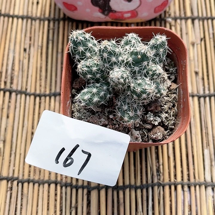 舞豆团扇一物一拍167