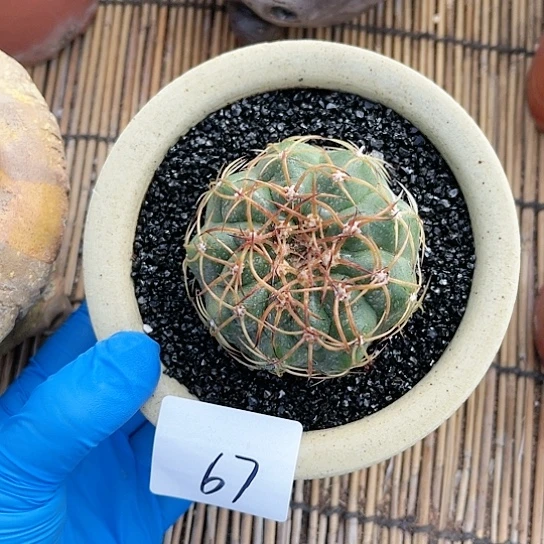 圆盘玉一物一拍67