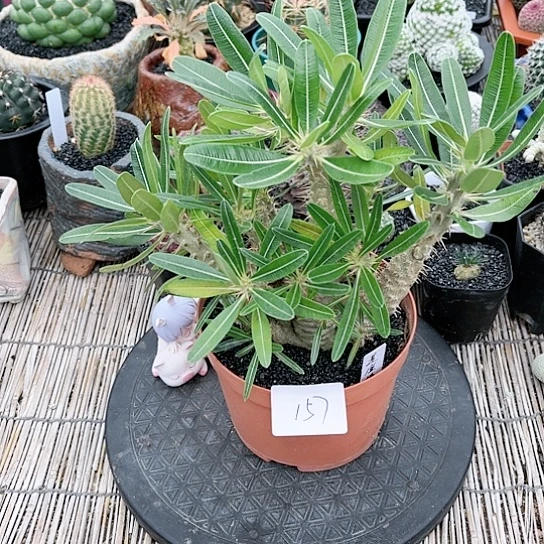 莲座棒槌一物一拍157