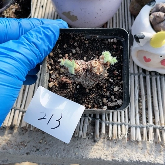 ?**?羽叶洋葵一物一拍213