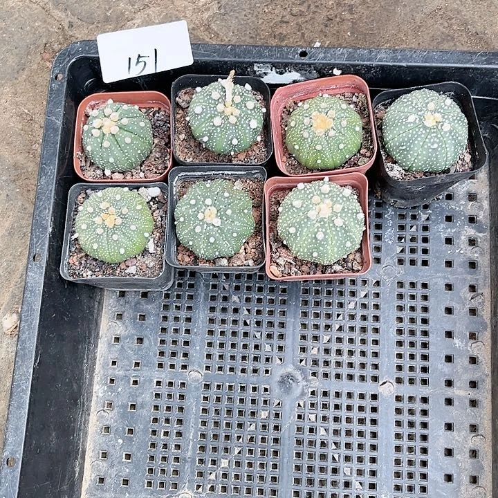 禾*岛星兜7颗一组福利151