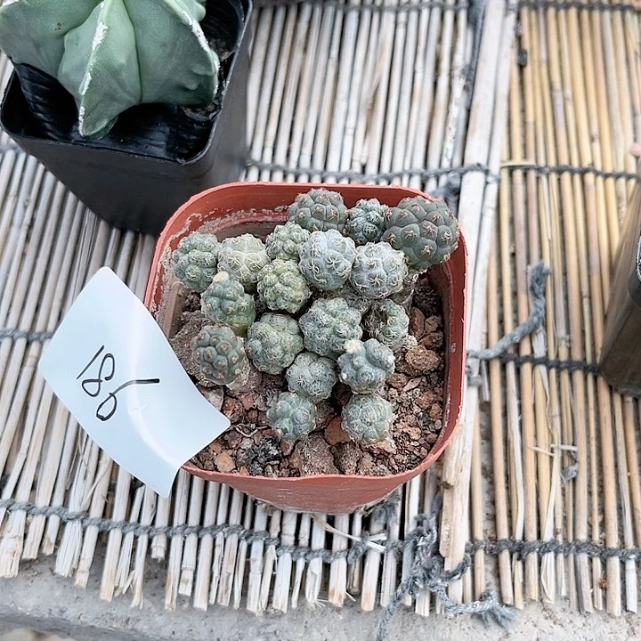 足球团扇福利一物一拍186