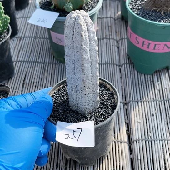 d*m水泥柱仙人球一物一拍257