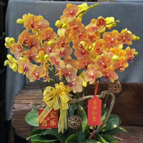 【带花剑】高档型  黄金甲  蝴蝶兰  3.0寸杯