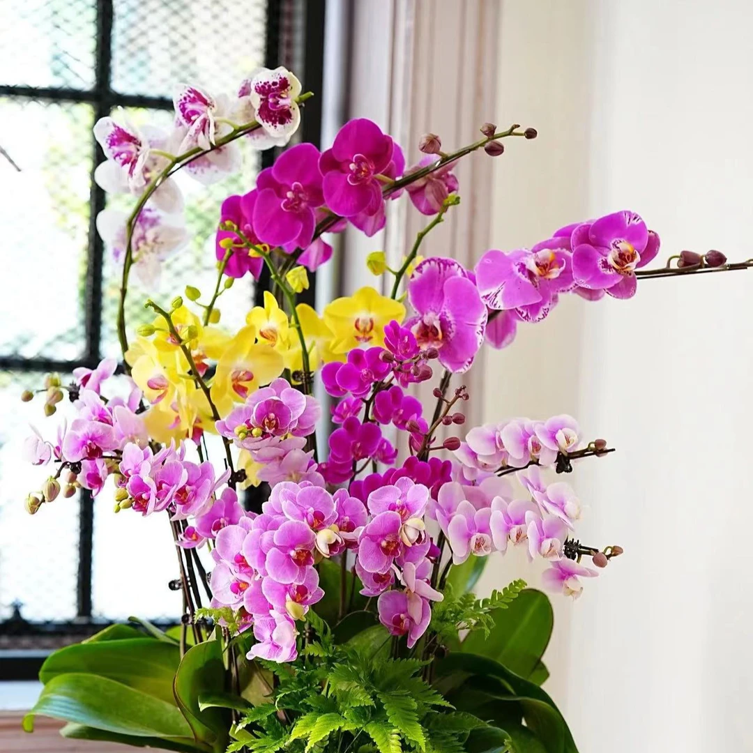 3棵  花后苗 蝴蝶兰 混色  以实际开花为准 叶片瑕疵 介意勿拍