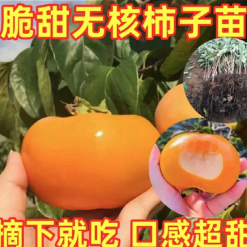 【二十九块九3棵】正宗脆甜柿树苗 基地直发好养易活盆栽地种嫁接