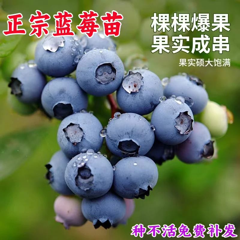 蓝莓树苗盆栽地栽阳台庭院南北方种植耐寒当年结果大果蓝莓苗带土