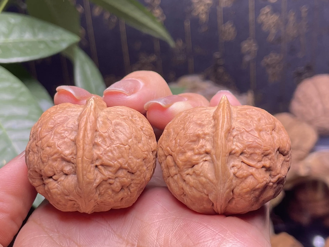 云南野生铁核桃——铁鹦鹉