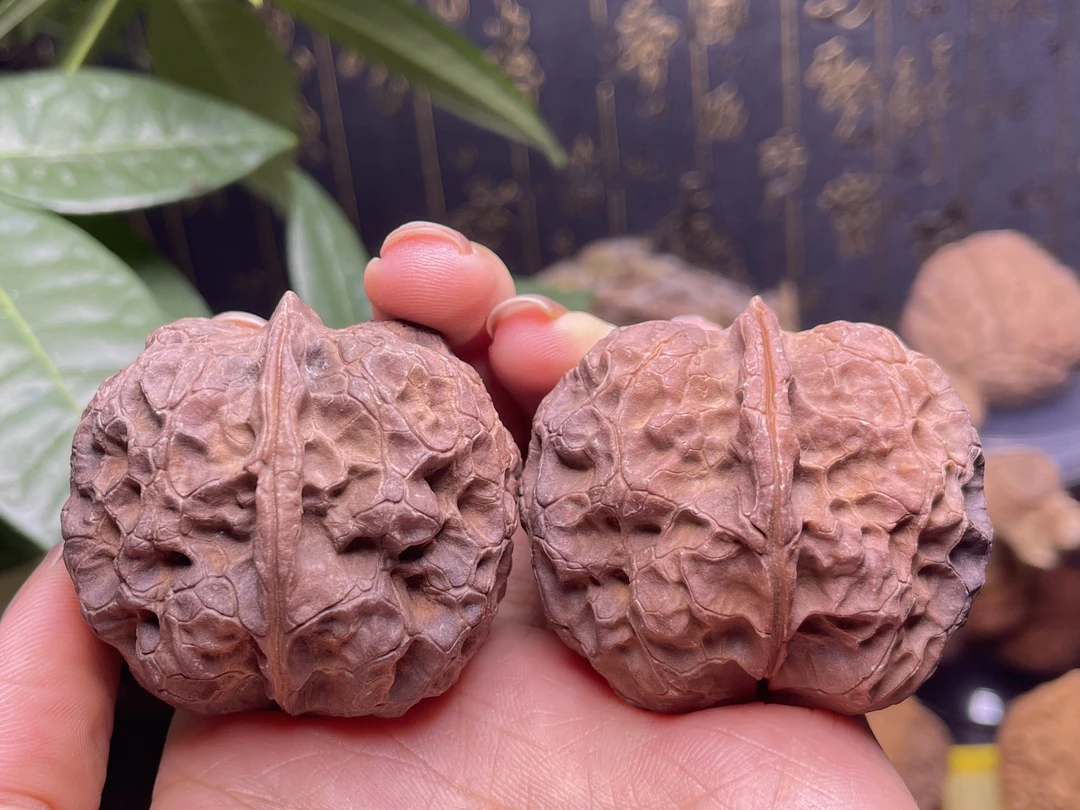 云南野生铁核桃——七彩皇冠44