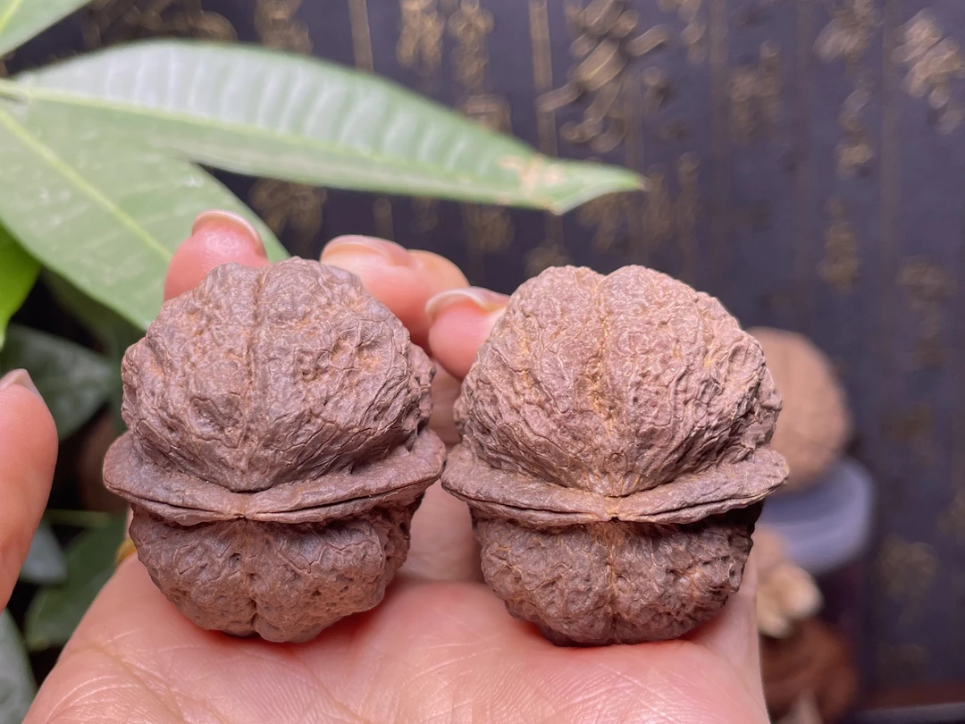 云南野生铁核桃——古蟾王