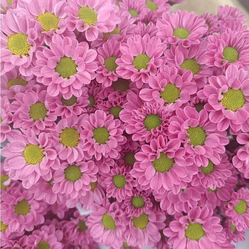 珍珠粉小菊盆栽 多年生阳台庭院多季节开花好养盆栽观花植物耐寒