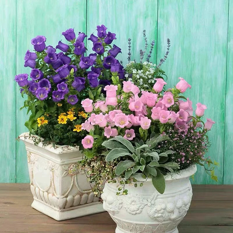 酒杯风铃花盆栽多年生花苗耐寒植物四季开花阳台庭院室内好养