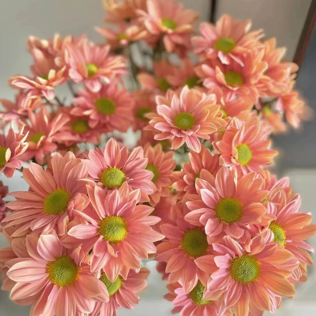 网红三文鱼小菊 多年生阳台庭院好养观花植物耐寒会变色花卉盆栽