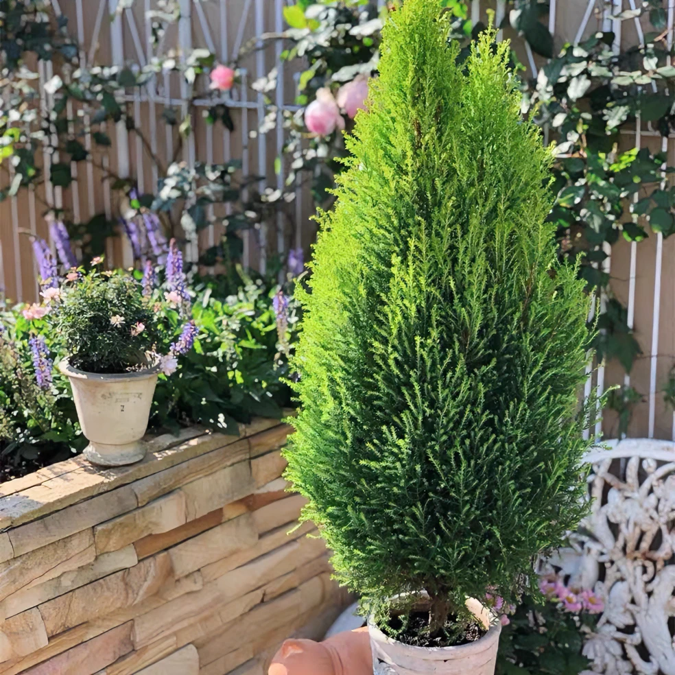 香松盆栽 花苗室内阳台庭院好养四季常绿有香味的绿植小树