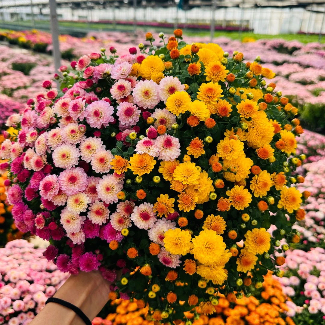 多色糖果球菊 多年生花量大 耐寒耐热花阳台庭院好养花卉盆栽