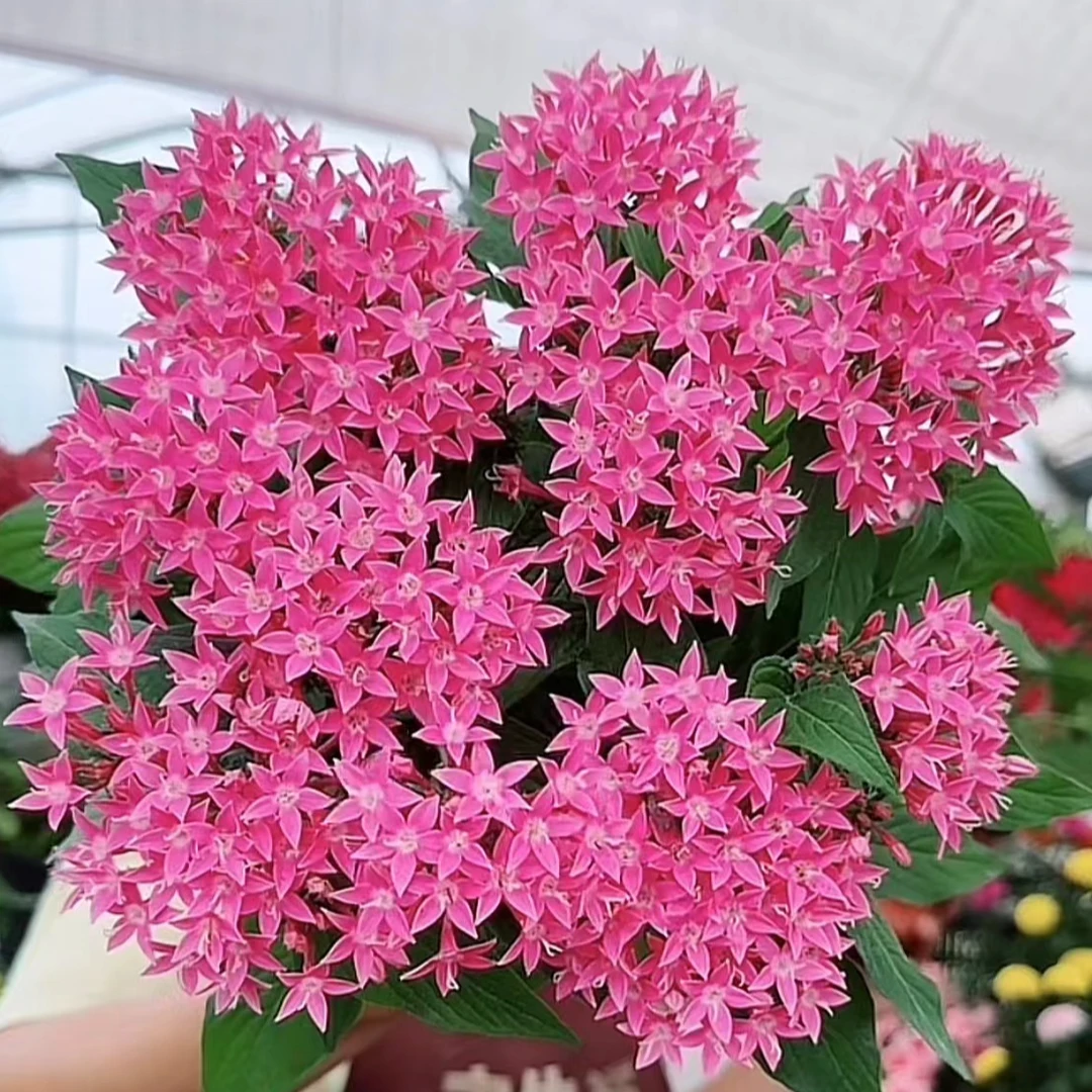 五星花盆栽 阳台庭院花园多年生四季开花植物耐热耐晒繁星花好养