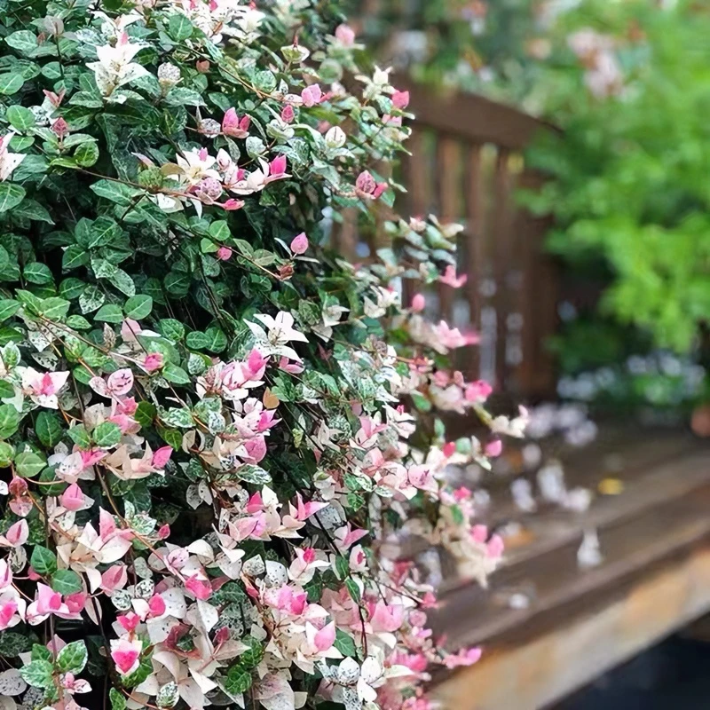 大盆花叶络石盆栽 观叶绿植室内外养的花耐热耐寒阳台庭院四季