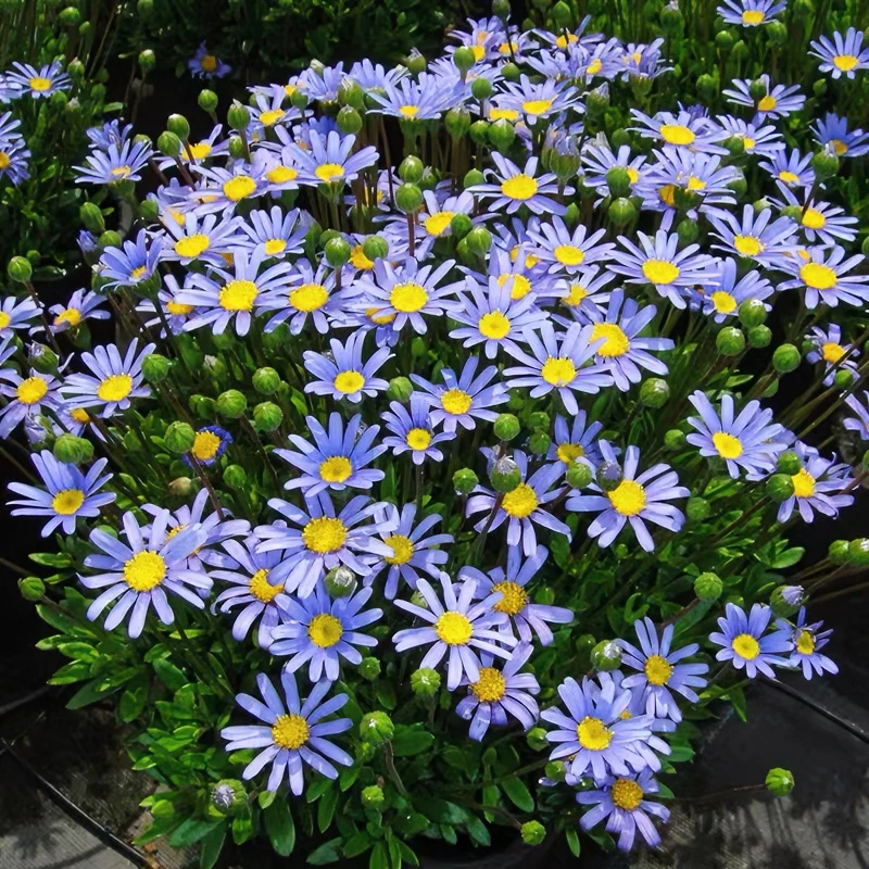 蓝色玛格丽特 多年生花卉盆栽阳台庭院花期长植物好养易爆盆