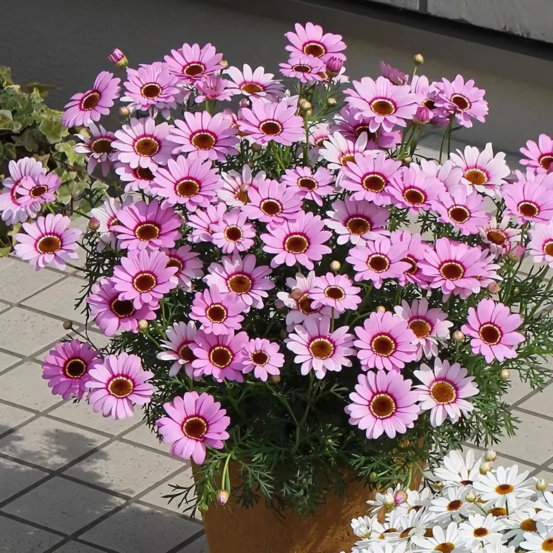 （大盆）玛格丽特大眼粉 多年生花卉盆栽阳台庭院花期长开花爆盆