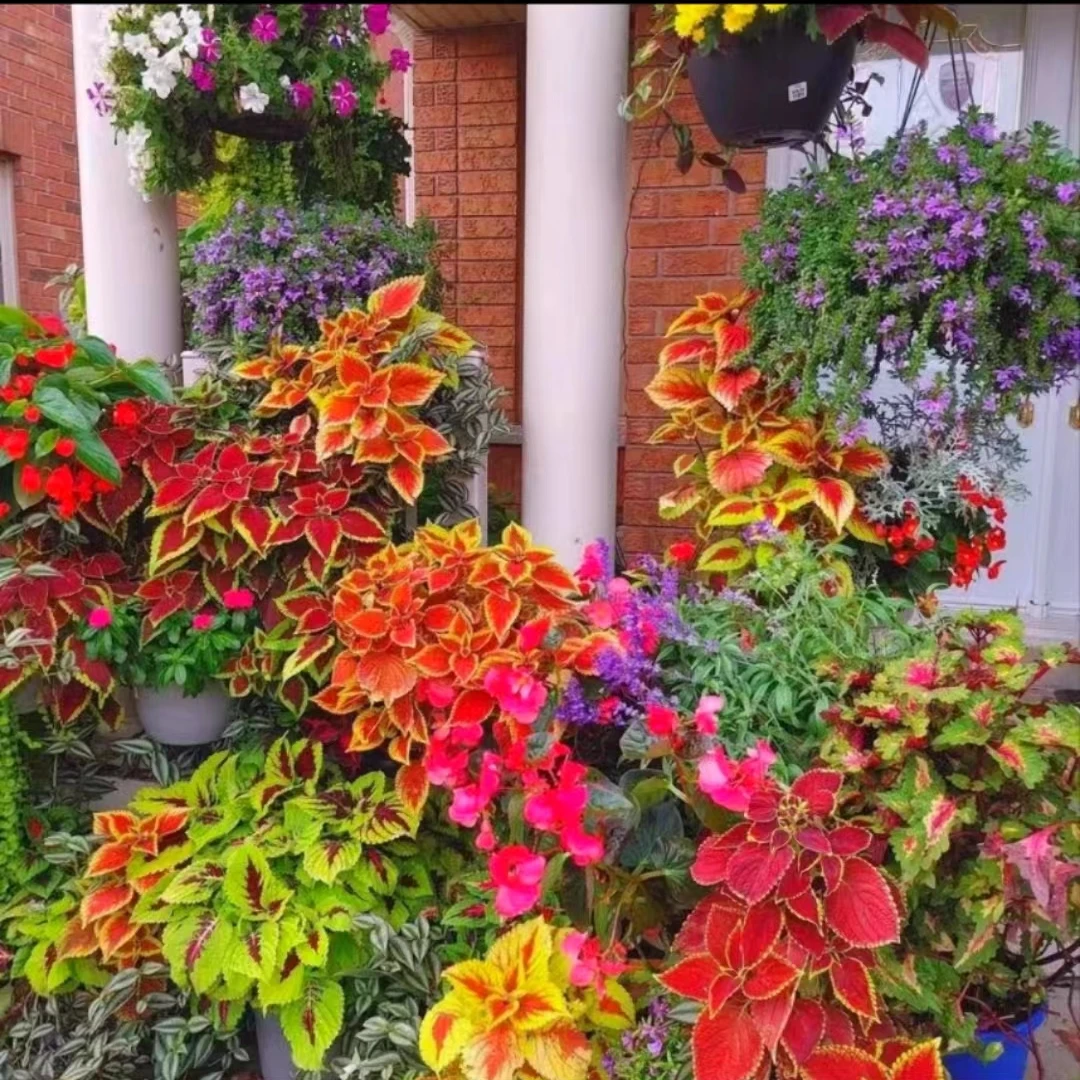 （大苗）彩叶草花苗变色草盆栽 观叶绿植阳台庭院耐热耐晒新手好养