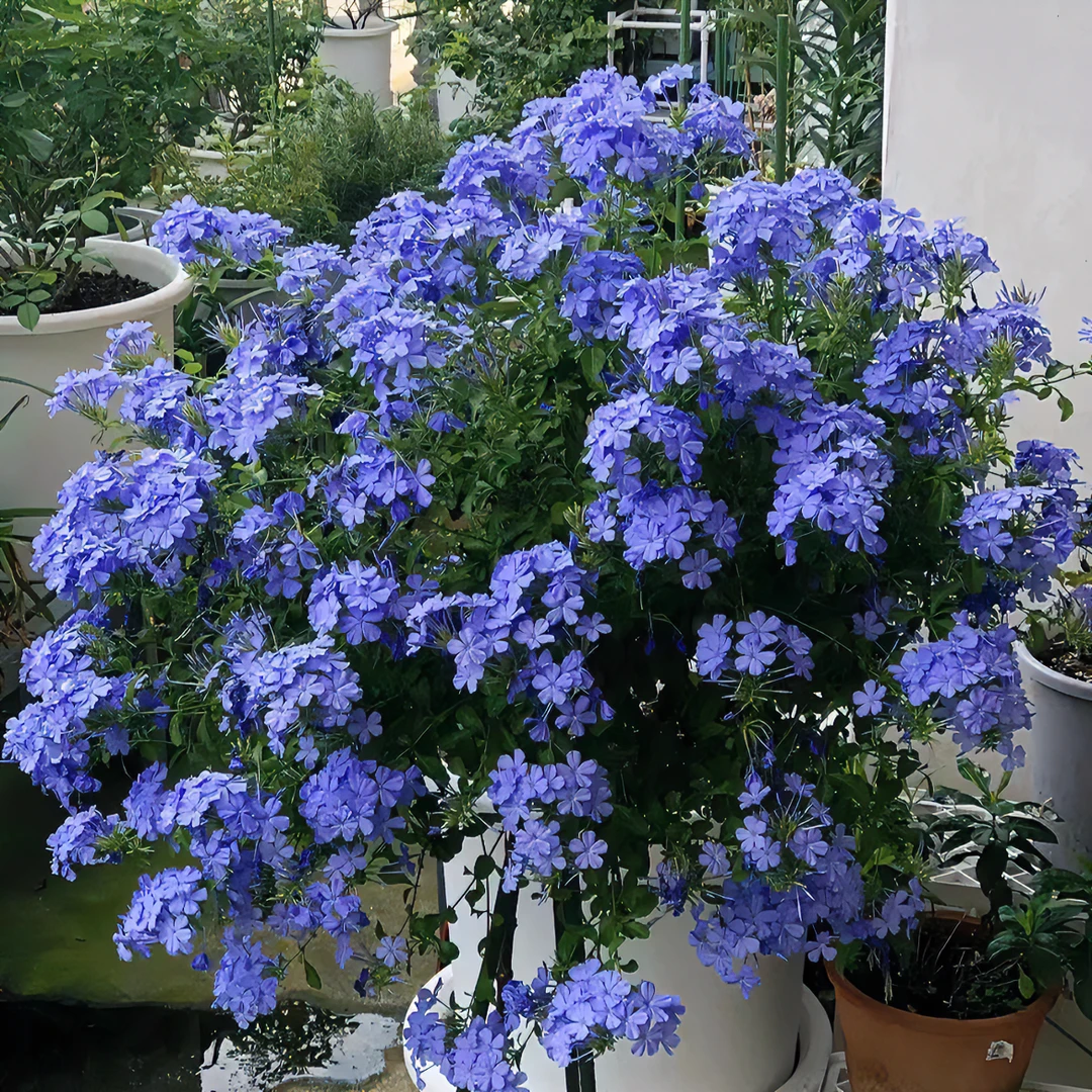 【超大盆】蓝雪花盆栽阳台庭院多年生多季开花植物夏季越热开花越多