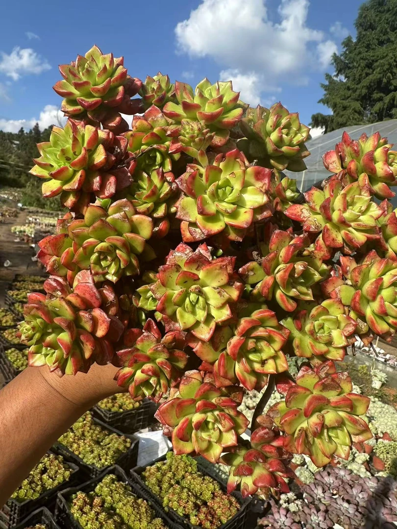 【玫瑰蒂亚】新手好养好活 多肉植物满15元包邮