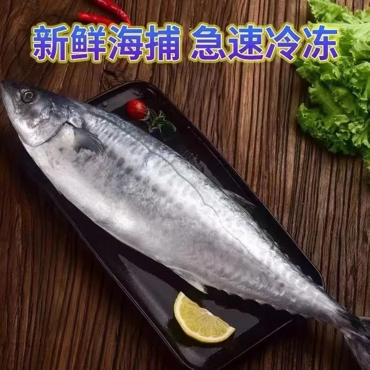鲜冻马鲛鱼新鲜冷冻鲅鱼无冰衣【现货速发】