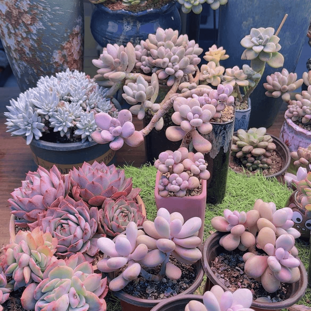 【闪购商品】芊****桃蛋3颗