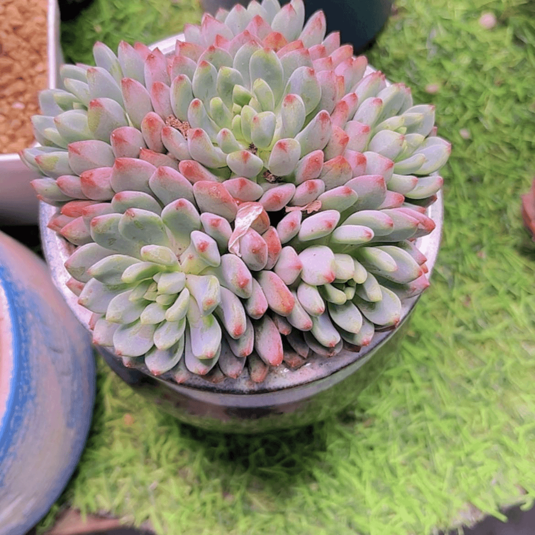 【闪购商品】小***u蓝苹果