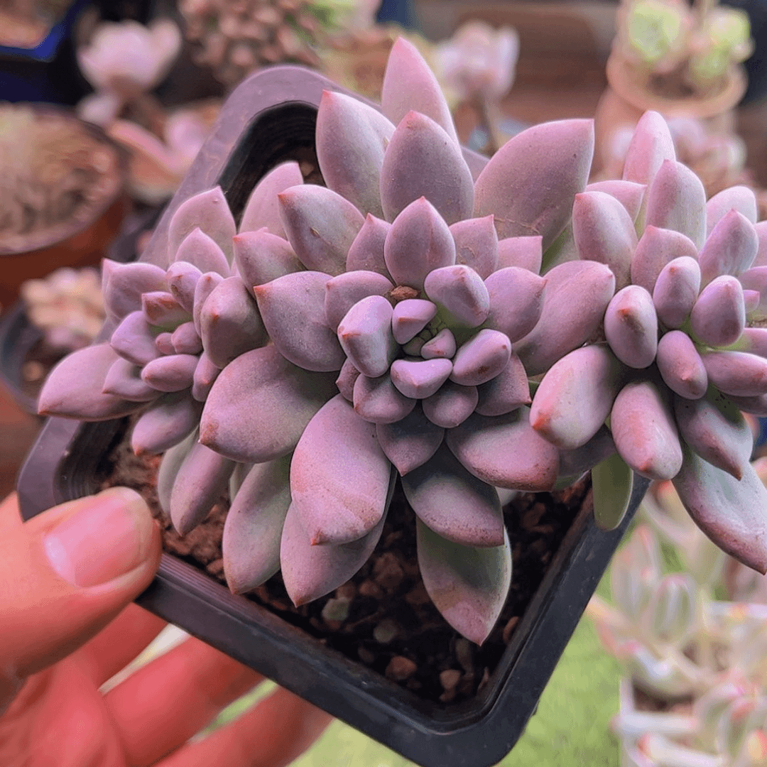 【闪购商品】温*桃源