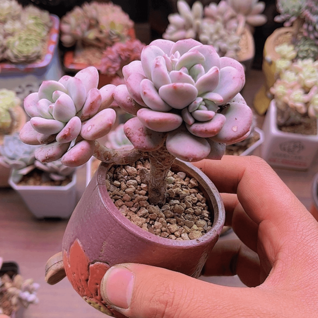 【闪购商品】阿*香水