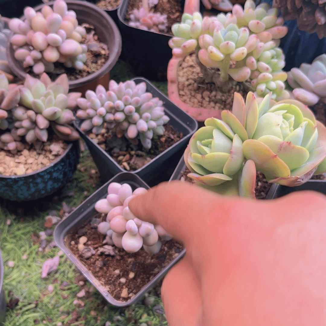 【闪购商品】?****?桃蛋➕碧桃➕婴儿