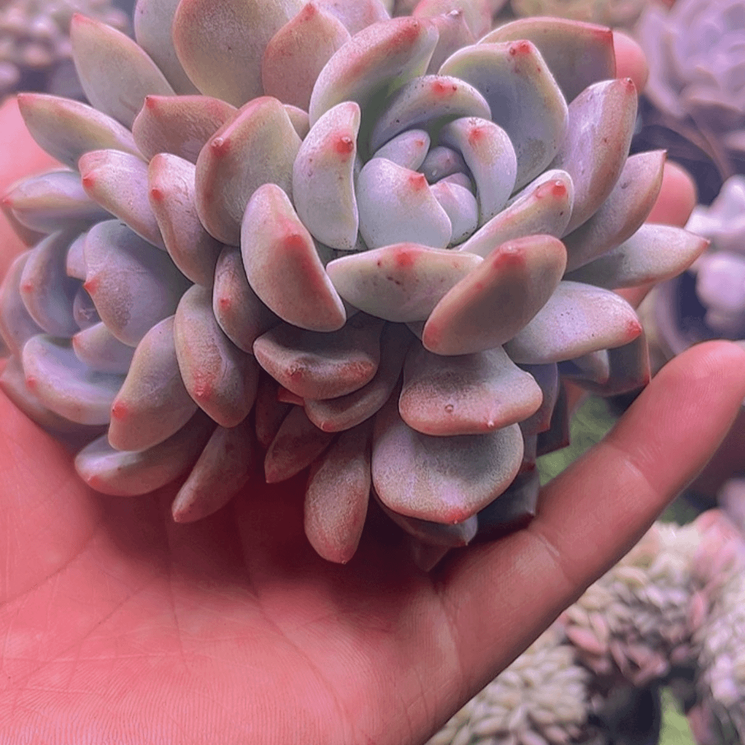【闪购商品】花橙子4头