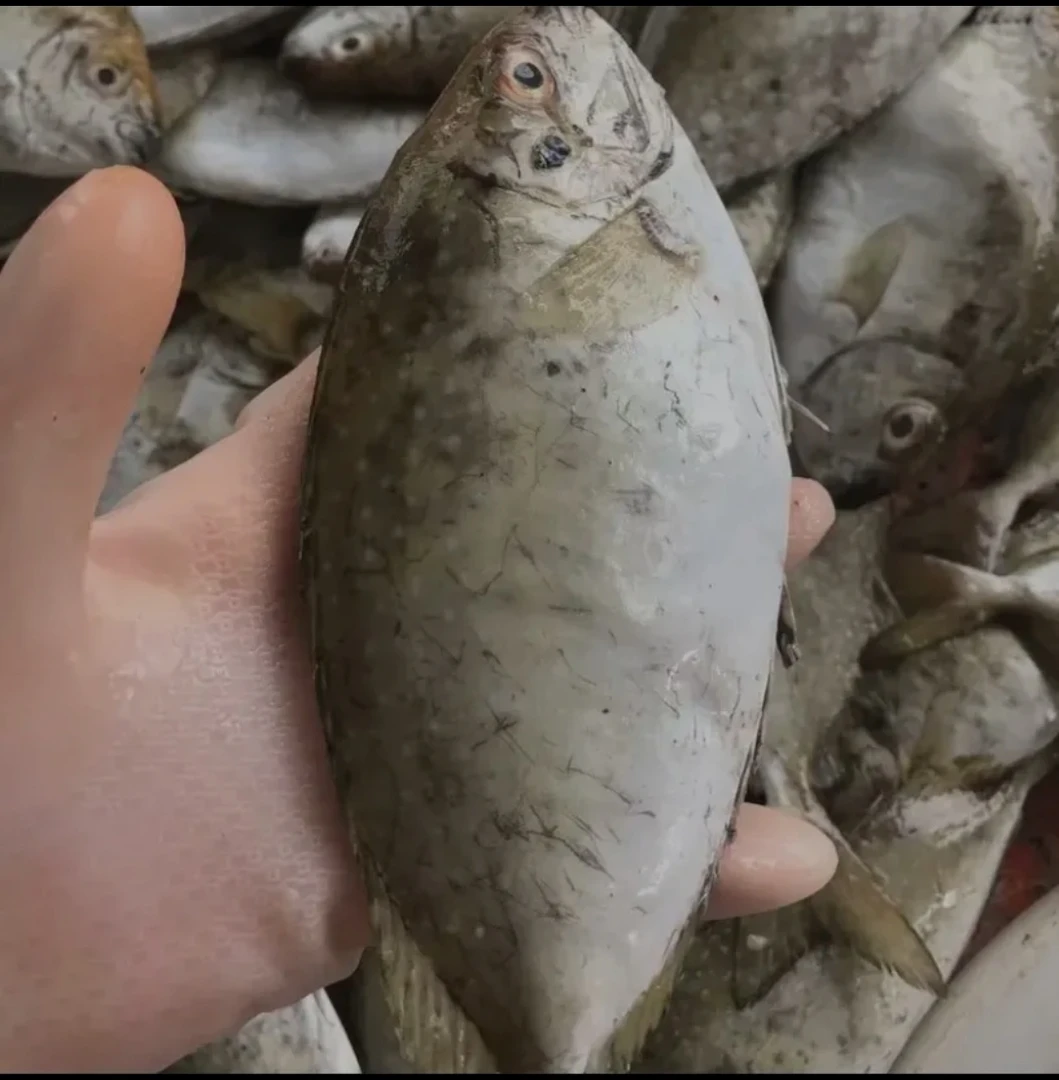 神泉港泥猛鱼  一斤3-4条，五斤，处理好净量400克×5包