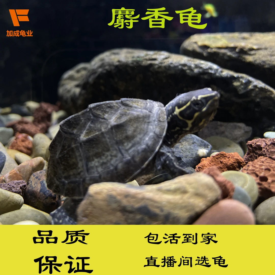 麝香龟冷水龟苗小大公母龟活体蛋龟深水龟观赏龟乌龟爬宠鱼缸混养