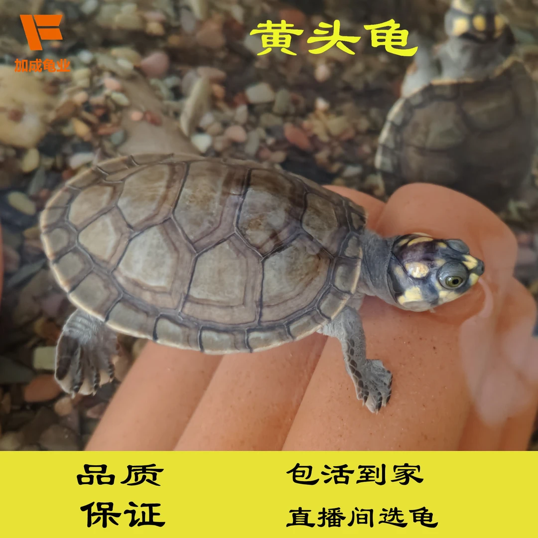 黄头侧颈龟忍者神龟深水长颈热带观赏公母苗网红笑脸鱼缸混养吃粪