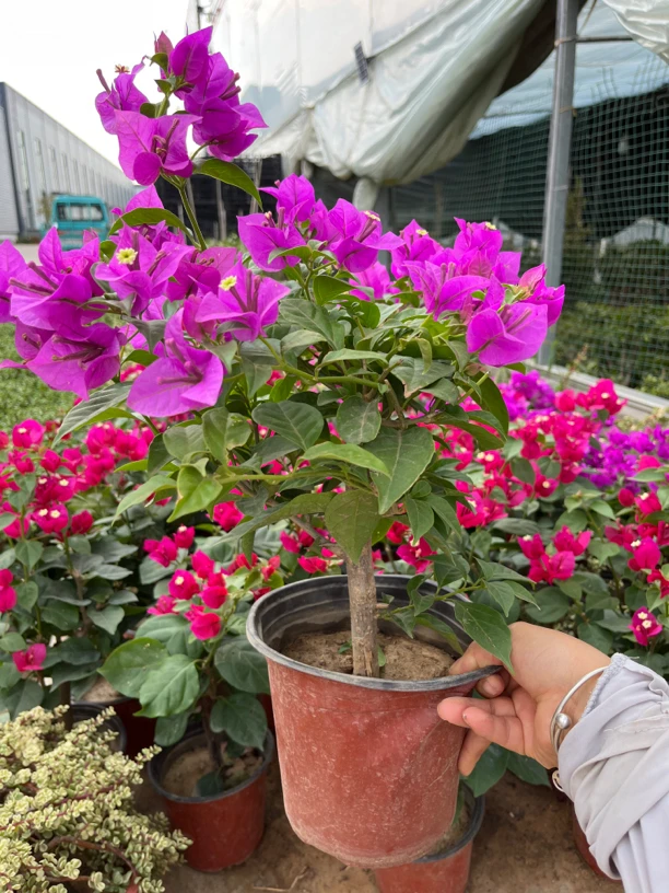 三角梅盆栽带花爬藤爬墙花卉植物易活攀爬树苗四季老桩苗阳台开花