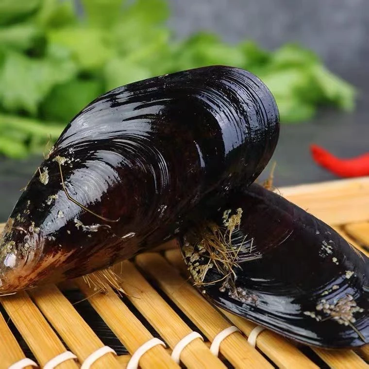 连云港发货 新鲜鲜嫩青口贝5斤【包鲜不包活】