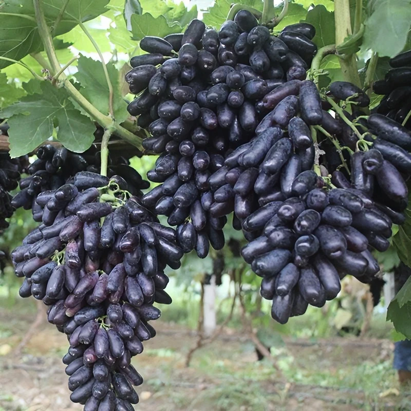 葡萄树苖南方种植蓝宝石葡萄苗当年结果葡萄大苗爬藤地载庭院养殖