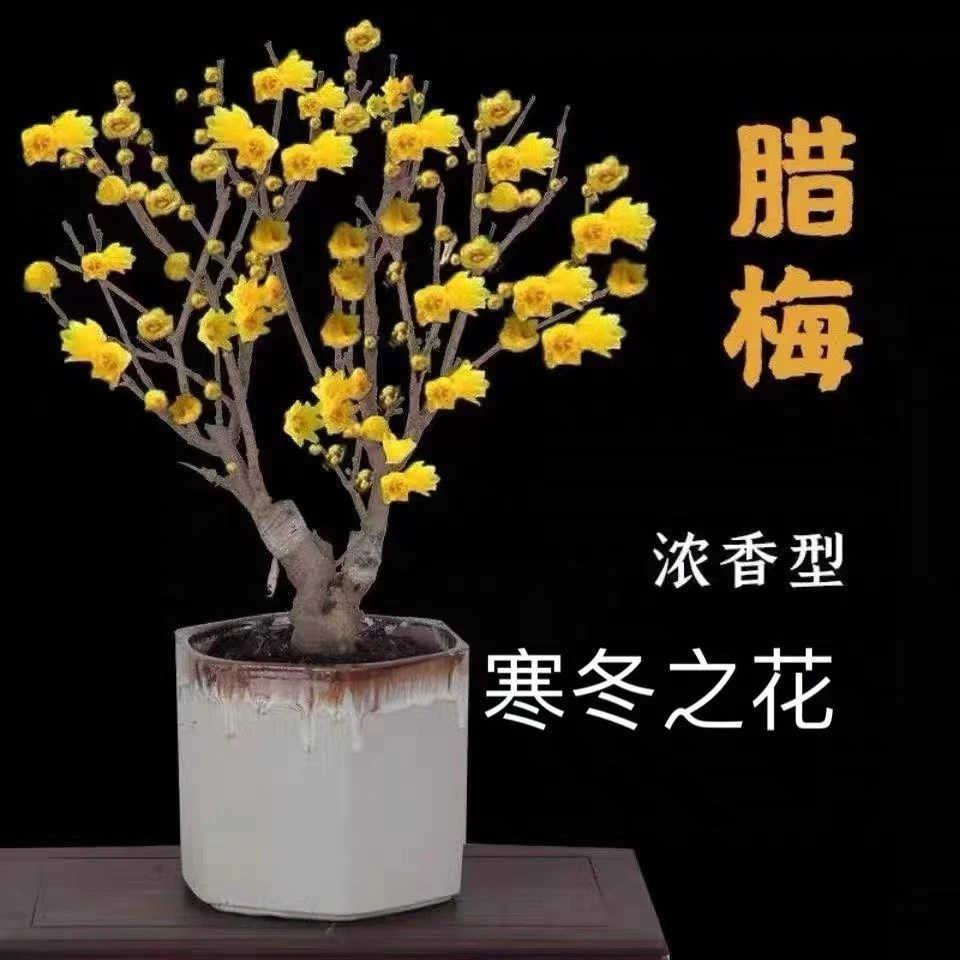 素心腊梅老桩盆栽带花苞植物阳台四季浓香型红梅冬季开花耐寒盆景