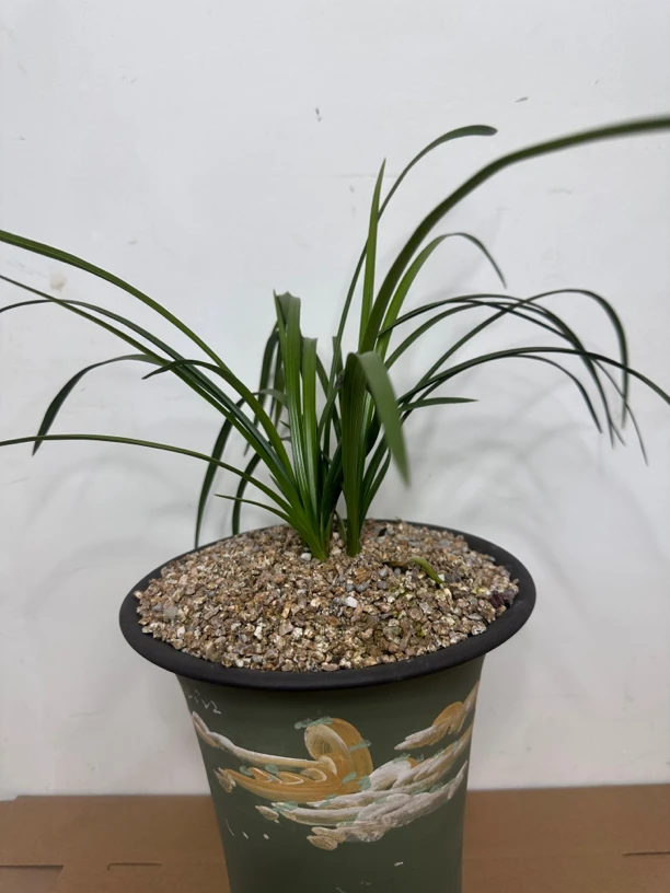 春兰蕙兰花草艺草一苗