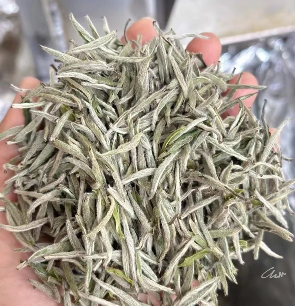 福鼎白茶核心产区高山明前日晒花香白毫银针散茶珍藏毫香蜜韵生津