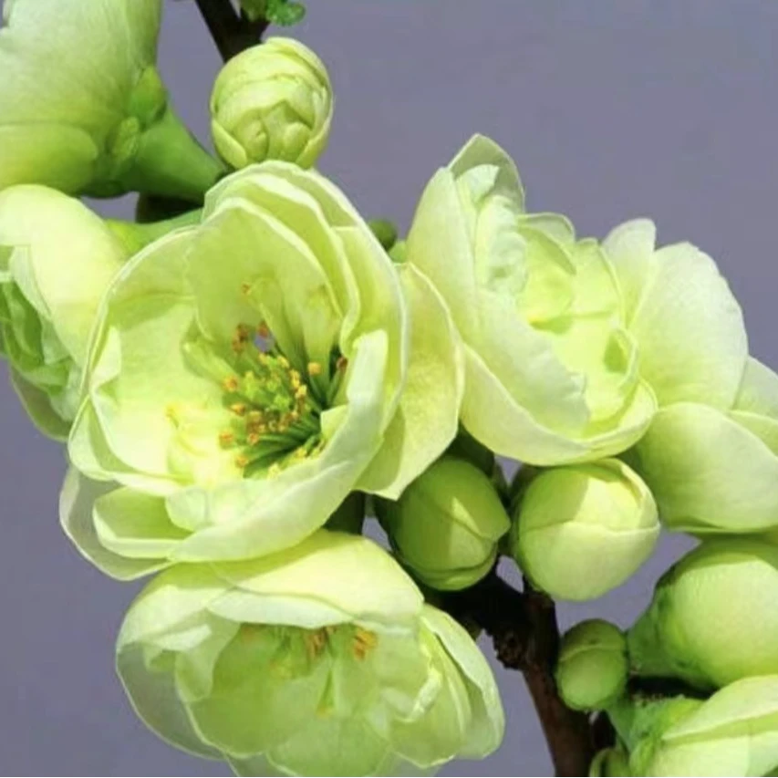 【10年老桩】豆绿稀有品种绿宝石海棠开花大重瓣花耐寒南方带花芽