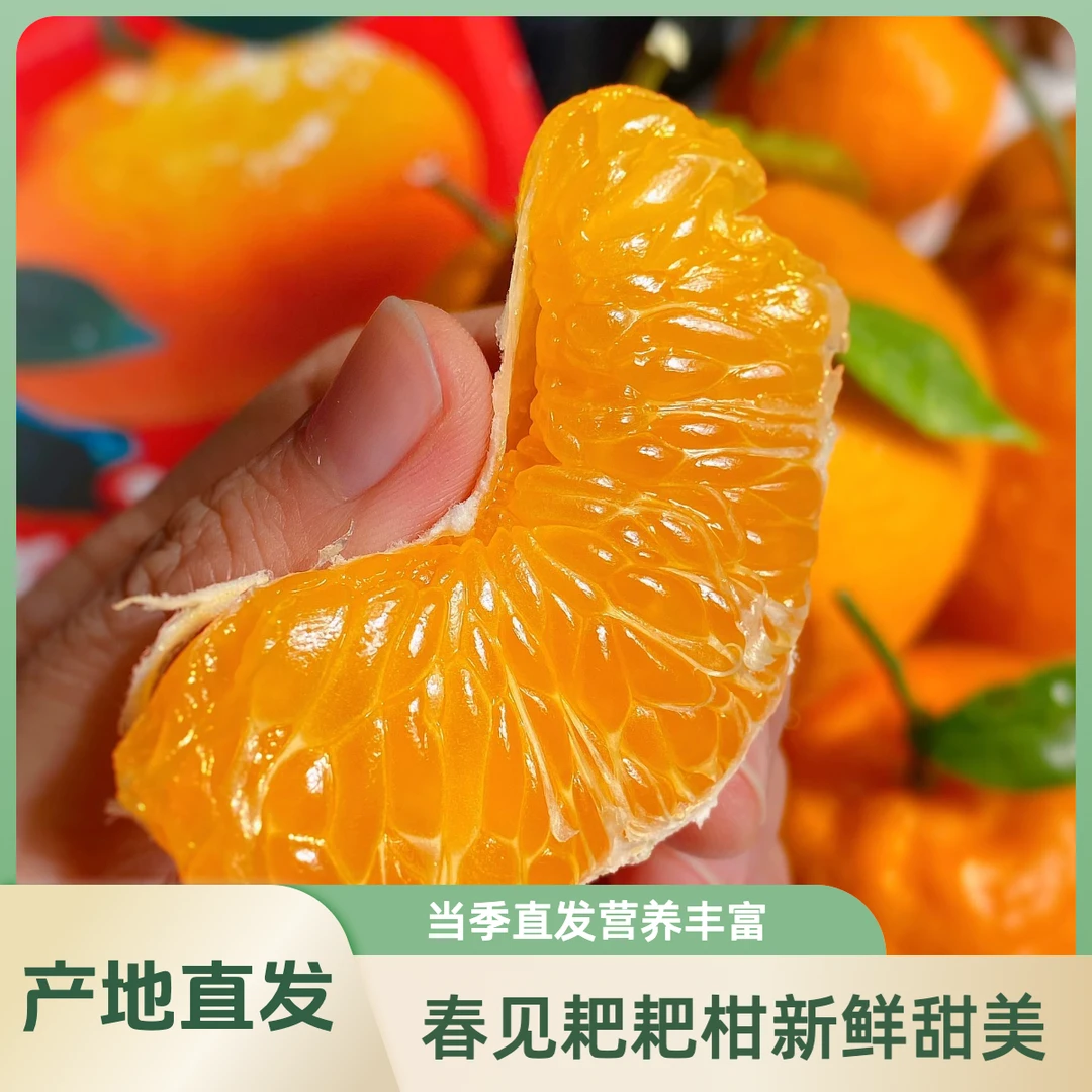 产地直发四川春见耙耙柑新鲜现摘老人孕妇水果丑橘整箱当季包邮