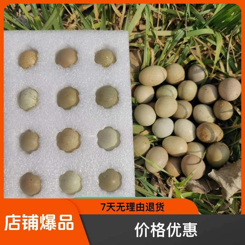 芦丁鸡受精种蛋阳台鸡原色可孵化鸡蛋迷你蛋
