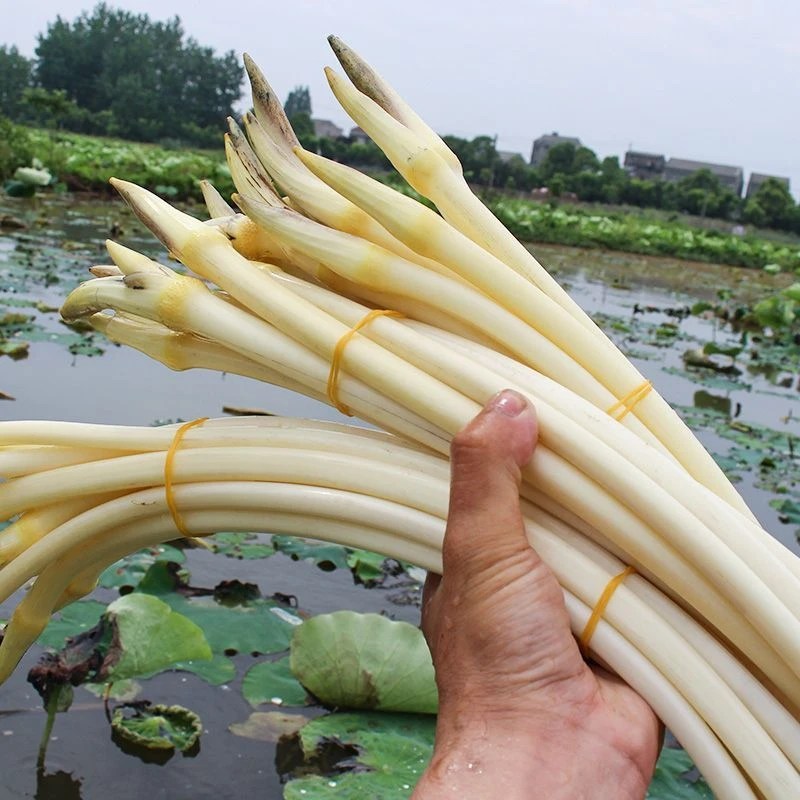 【顺丰包邮】新鲜藕尖湖南特产美食时令蔬菜藕带藕根子3斤