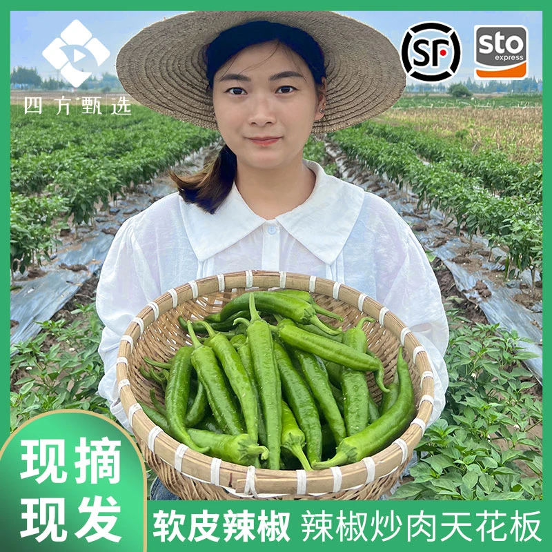 湖南本地软皮辣椒新鲜现摘现发土辣椒微辣55号特辣泡泡扯树辣椒