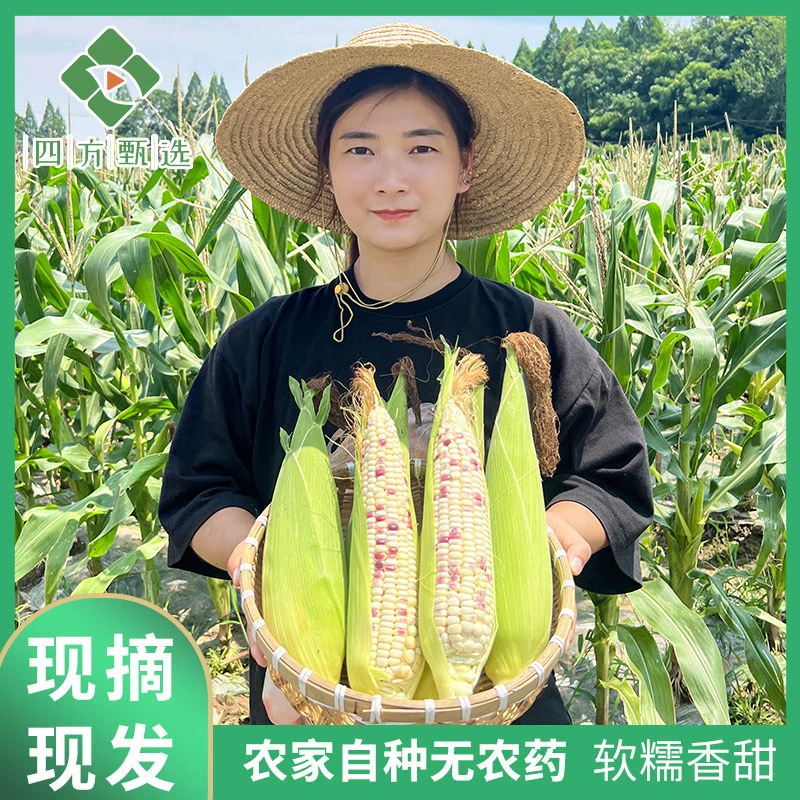 现摘新鲜玉米鲜嫩生鲜蔬菜湖南农家自种玉米5斤花糯玉米甜玉米