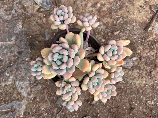 木糖醇多肉植物盆栽15包邮