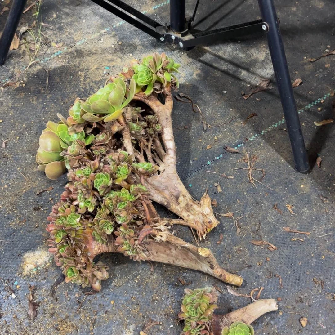 【闪购商品】刘****0砍头30